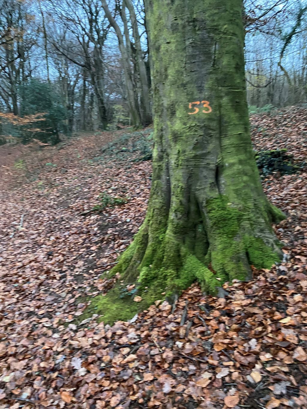 number on tree